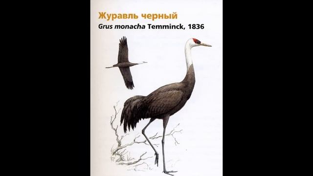 #птицы #краснаякнига #лес Красная Книга Родного края-Каргатского района