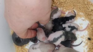 10 дней крысята