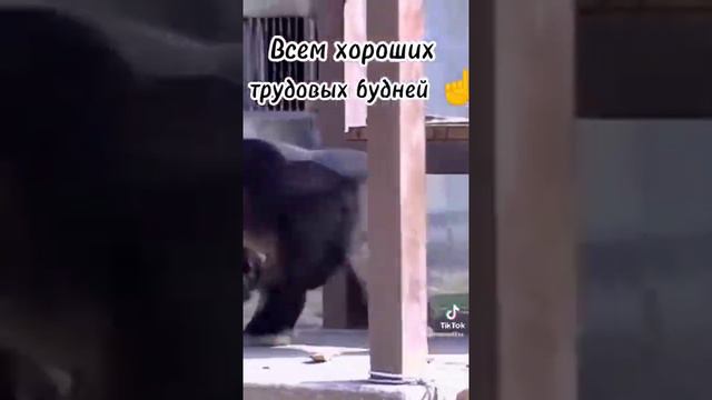 эти забавные животные приколы шутки, юмор "Понедельник день тяжёлый 🤣🙈👈🔥 подпишись 🙏