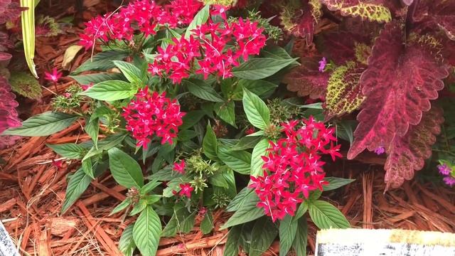 ВЫ ПРОСИЛИ. ВЫПОЛНЯЮ. В КОНЦЕ РЕЦЕПТ смотреть онлайн