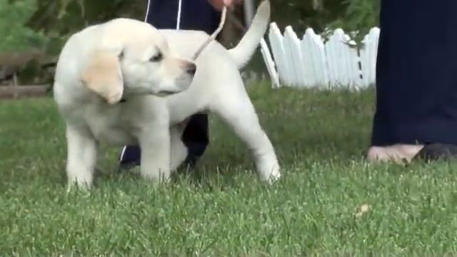Yellow Male Labrador Retriever - 8 weeks old