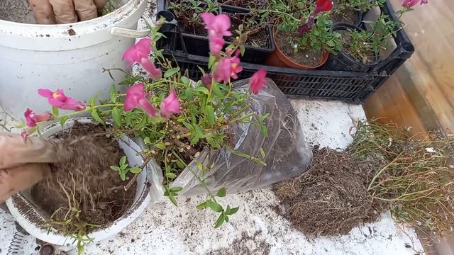 Способ сохранение львиного зева. смотреть онлайн