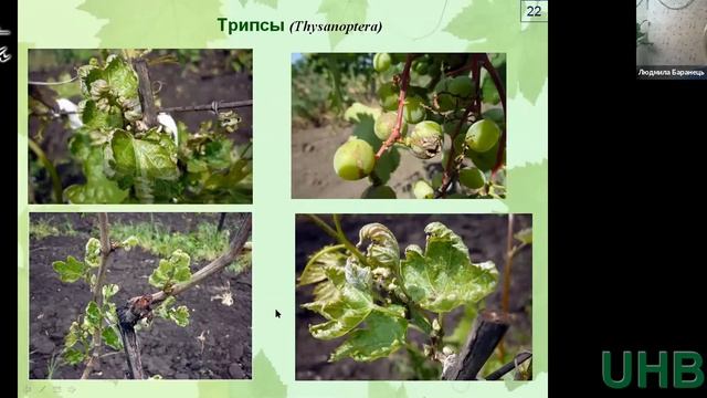 Вебінар «Тепличний виноград - система захисних заходів від шкідників та хвороб» смотреть онлайн