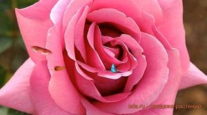 Роза чайно-гибридная Эминенс (rose eminens) ? роза Эминенс обзор: как сажать саженцы розы Эминенс