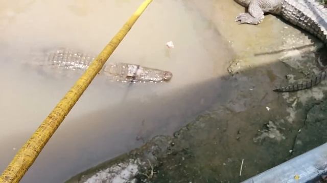 Даша кормит крокодила смотреть онлайн