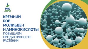 Кремний, бор, молибден и аминокислоты. Повышаем продуктивность растений
