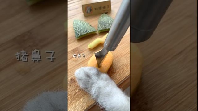 #short #Cat # Pet #Cute Chef Catie Puzzy Cooking Food | Милый кот готовит 2021