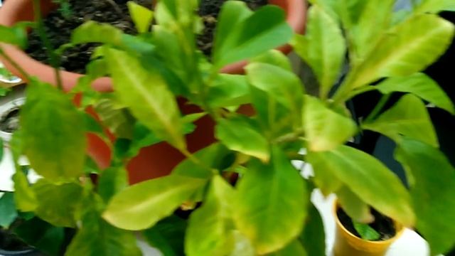 Почему желтеют листья у лимона? смотреть онлайн