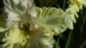 Гладиолусы (3) Коллекционные сорта www.mirgladiolus.ru