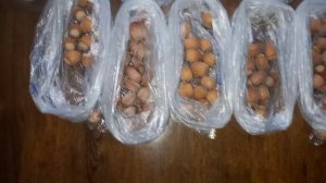 Белорусские гибридные формы фундука.