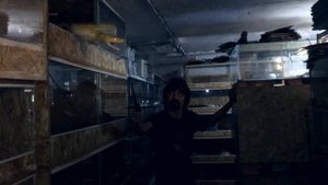 Очень голодный сетчатый питон