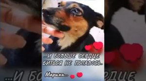 Прощание Хозяина и  Собаки.