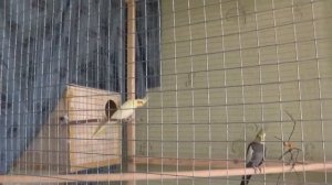 Разведение попугаев осень зима 2017 №3 Зачем помечать яйца