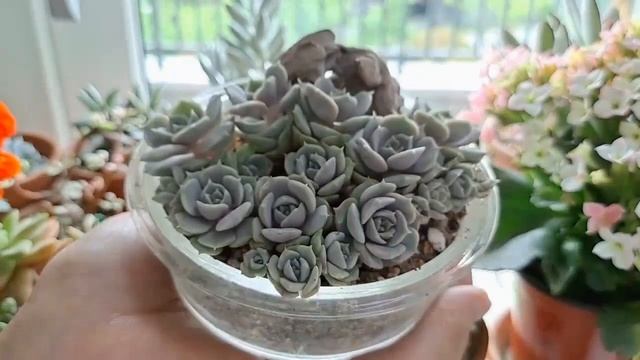 [꽃수다] 5월, 다육이 두 번째 방제하셔야죠.(무름병/응애 병충해 예방) succulents/多肉植物/たにくしょくぶつ 375화 #해맑은TV смотреть онлайн