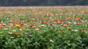 August in North Carolina - Flowers - WB250F Zoom Focus - SAM 0182