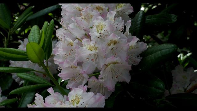 Alprosparken - Alppiruuspuisto 17.6.2017 смотреть онлайн