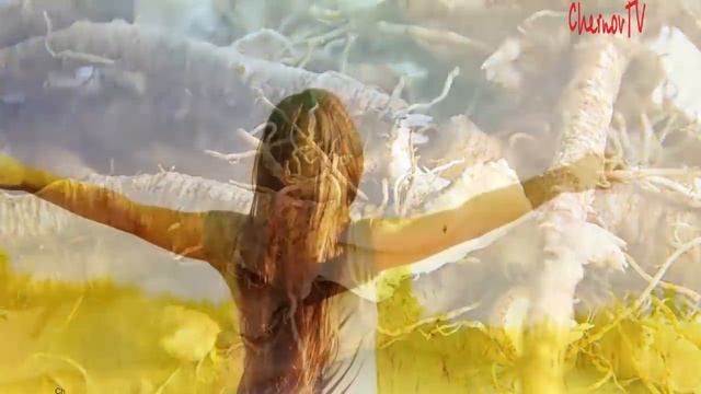 Корень одуванчика может убить до 98% раковых клеток всего за двое суток. смотреть онлайн