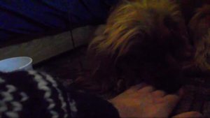 Кокер спаниель кусает хозяина / spaniel bites