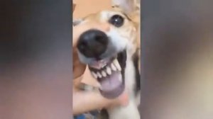 СМОТРЕТЬ ВСЕМ!!!! ЖИВОТНЫЕ ПОЮТ DU HAST