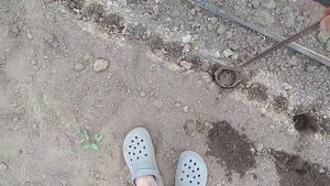 Томат на осінь "Зульфія"