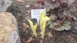 Хоста сорт Белое перо (white feather весной