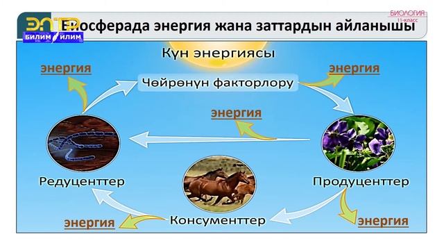 11-класс | Биология |  Биосфера.  Ноосфера