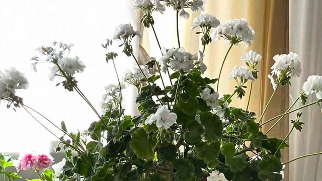 Пеларгония на штамбе начинает просыпаться смотреть онлайн