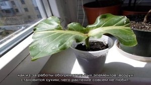 Мединилла — что за цветок, описание