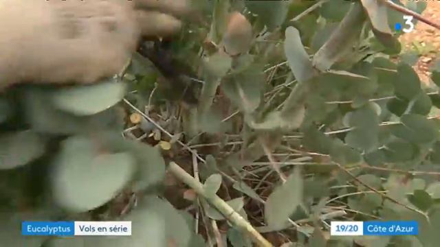 Vol d'eucalyptus, les producteurs du Tanneron désespérés смотреть онлайн