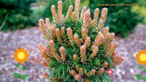 Сосна горная Михел. Краткий обзор, описание характеристик, где купить pinus mugo Michal