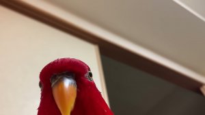 Red birb GUMI wuewuewuewuewue (8K Remaster)