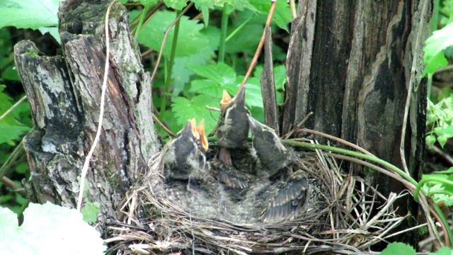 Как птицы кормят птенцов - Дрозды смотреть онлайн