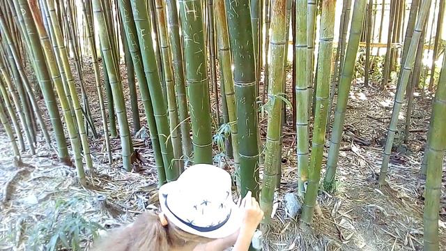 Надписи на стебле бамбука... #Дендрарий #Сочи смотреть онлайн
