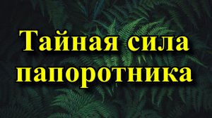 Тайная сила папоротника. Народные приметы и суеверия про папоротник.