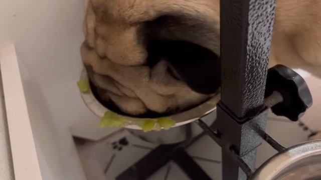 Мопс кушает мясо?Голодная Собака.АСМР смотреть онлайн