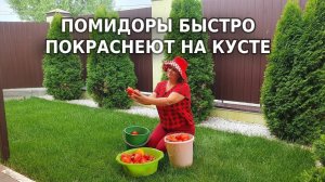 Как ускорить созревание томатов