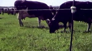 1986 год. Тюменский район. Стадо племзавода "Тополя" на летнем выпасе.