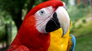 12 попугаи на работе , кишиневский зоопарк , FullHD