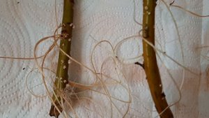 Укореняем плакучую иву)