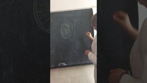 Мужская половая система