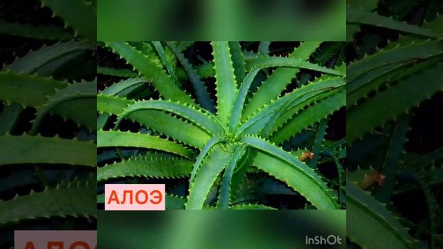 Занятие для подготовительной группы «Знакомство с комнатными цветами» смотреть онлайн