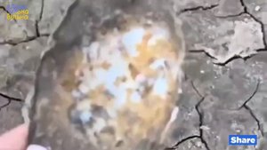 Каховское водохранилище сегодня. Змеи, погибшие мидии, рыба.Ходим по дну. Шок 19 июля 2023 г.