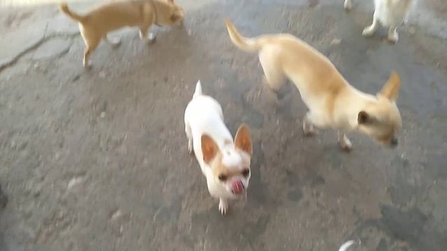 мои чихуахуа Кастропуло Симферополь Крым заходят домой с прогулки смотреть онлайн