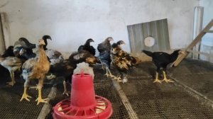 Малайские куры 3 месяца