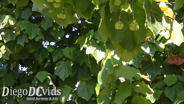 Dombeya wallichii (Malvaceae) pinkball, pink ball tree, tropical hydrangea смотреть онлайн