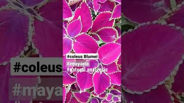 Coleus Blumei/Mayana