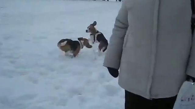 Beagle Бигли - 10 смотреть онлайн