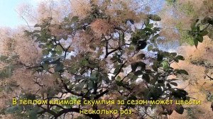 Скумпия/Скумпия кожевенная/Cotinus coggygria/Дымное дерево/Smoke Tree