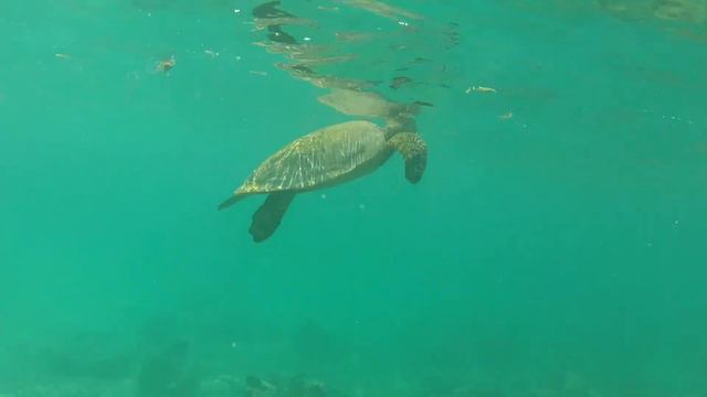 Coco Palm смотреть онлайн