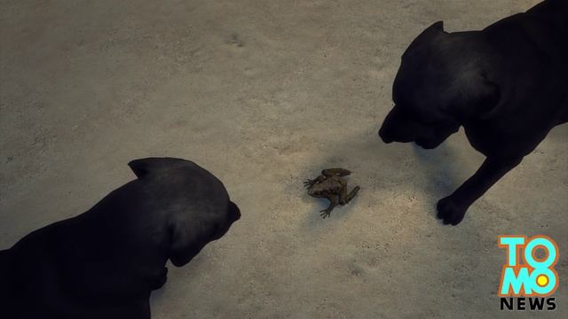 Мужчина сделал искусственное дыхание собаке, сожравшей ядовитую жабу смотреть онлайн